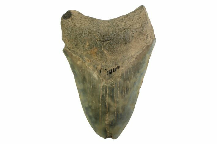 Serrated, Fossil Megalodon Tooth - Georgia #338679